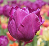 Tulipan Negrita 8 løg